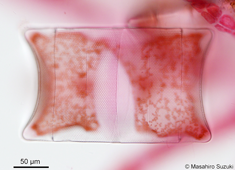 ヤッコケイソウ Odontella